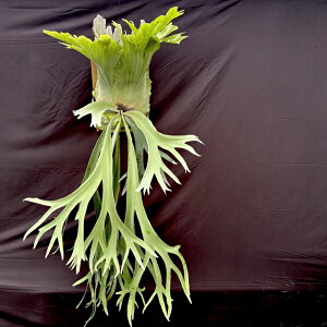 (i) rJNV_ EBL[ (No.40818) (RE ϗtA  CeA ݂艺 Ǌ| ~j ^ ^  Platycerium willinckii Eqc spore)