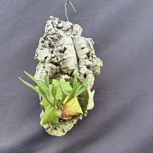 (i) rJNV_ 'Lb`N[h' חt (No.40835) (RE ϗtA  CeA ݂艺 Ǌ|  z hybrid LVN hR LbVN[h hC RiE 