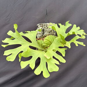 (i) rJNV_ hC (No.40976) (RE ϗtA  CeA ݂艺 Ǌ| ~j ^  h[ Platycerium ridleyi)