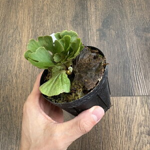 (i) rJNV_ hC 'h[tVx[' (TC) (No.41159) (RE ϗtA  CeA ݂艺 Ǌ| ~j ^  Platycerium ridleyi Dwarf Silvery Nc)