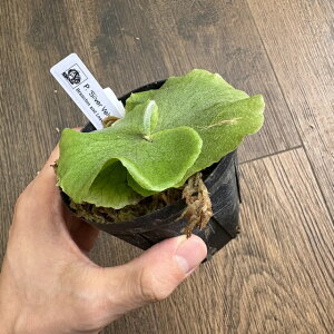 (i) rJNV_ 'Vo[xxbg' (TC) (No.41183) (RE ϗtA  CeA ݂艺 Ǌ| ~j ^ ^  Platycerium Silver Velvet elephantotis × willinckii Nc)