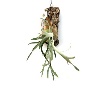 (i) rJNV_ EBL[ 'Vx[h[t' (No.41147) (RE ϗtA  CeA ݂艺 Ǌ| ~j ^ ^  Platycerium willinckii 'Silvery Dwarf')