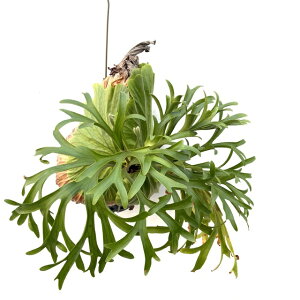 (i) rJNV_ 'Lb`N[h' (No.41098) (RE ϗtA  CeA ݂艺 Ǌ|  z hybrid LVN hR LbVN[h hC RiE Platyce