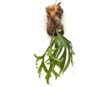 (i) rJNV_ RiE (No.41109) (RiE veBZE ϗtA  CeA ݂艺 Ǌ| ~j ^ ^  Platycerium coronarium)