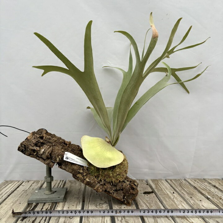 楽天市場】(現品) ビカクシダ 