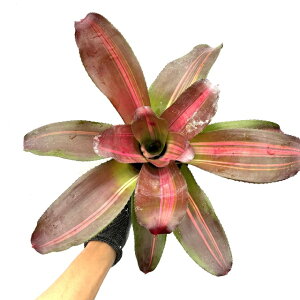 (i) lIQA 'CXyV' (No.62094) (ϗtA  Ǌ| CeA ~j ^ ^ ݂艺  ^NuA Neoregelia 'Roy Special')