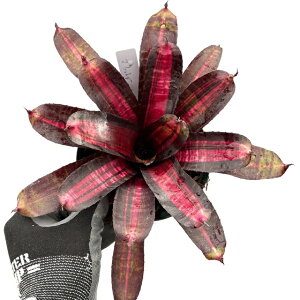 (i) lIQA 'vbV[' (No.62373) (ϗtA  Ǌ| CeA ~j ^ ^ ݂艺  ^NuA Neoregelia 'Pressure')