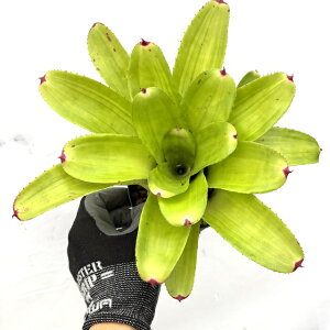 (i) lIQA 'JS O[RpNg' (No.62483) (ϗtA  Ǌ| CeA ~j ^ ݂艺  ^NuA Neoregelia green compact)