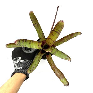 (i) lIQA z(njoN^[ × utHA) (No.62205) (ϗtA  Ǌ| CeA ~j ^ ^ ݂艺  ^NuA Neoregelia hybrid Hannibal Lector 