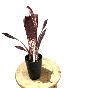 (i) rxMA 'x[uXg' (No.62361) (ϗtA  Ǌ| CeA ~j ^ ^ ݂艺  ^NuA h~SX}[eBX × Ao Billbergia Berry Blast Domi