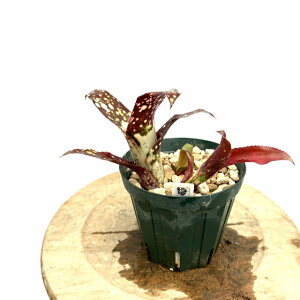 (i) rxMA '|NCg}X' (No.62196) (ϗtA  Ǌ| CeA ~j ^ ^ ݂艺  ^NuA z hybrid t@^WA × |NCguR Billbergia 'P