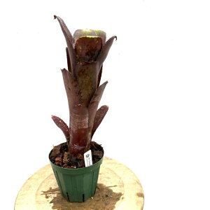 (i) rxMA 'X[NX^bN' (No.62264) (ϗtA  Ǌ| CeA ~j ^ ^ ݂艺  ^NuA Billbergia 'Smoke Stack')