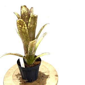 (i) rxMA 'R[CG[[' (No.62409) (ϗtA  Ǌ| CeA ~j ^ ^ ݂艺  ^NuA Billbergia Kolan Yellow Moon')