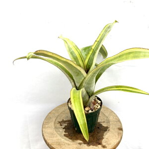 (���i) �r���x���M�A �s���~�_���X �X�g���A�[�^ (No.62293) (�ϗt�A�� ������� �Ǌ|�� �C���e���A �~�j ���^ ��^ �݂艺�� ���� �^���N�u�������A Billbergia pyramidalis var. striata)