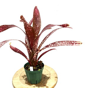 (i) rxMA 'ZeBbN[Y' (No.62329) (ϗtA  Ǌ| CeA ~j ^ ^ ݂艺  ^NuA Billbergia 'Celtic Rose')