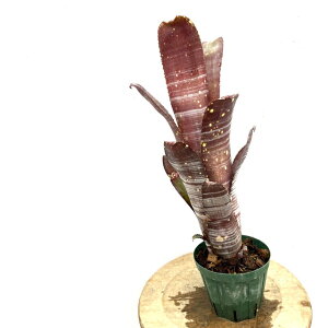 (i) rxMA 'OX Iu T^[' (No.62270) (ϗtA  Ǌ| CeA ~j ^ ^ ݂艺  ^NuA z Billbergia 'Rings of Saturn' GXg rb