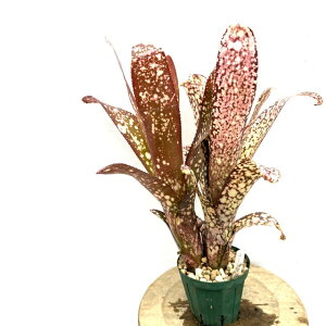 (i) rxMA '^{bgCu' (No.62332) (ϗtA  Ǌ| CeA ~j ^ ^ ݂艺  ^NuA Billbergia 'Talbot Eve')