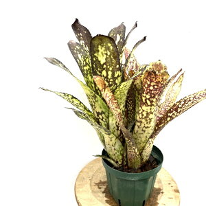 (i) rxMA 'Huay Sok White' (No.62495) (ϗtA  Ǌ| CeA ~j ^ ^ ݂艺  ^NuA Billbergia)