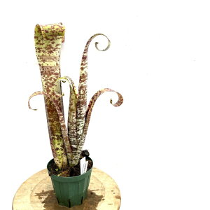 (i) PXlA }[^ 'eBv[}' (No.62072) (ϗtA  Ǌ| CeA ~j ^ ^ ݂艺  ^NuA Quesnelia marmorata 'Tim Plowman')