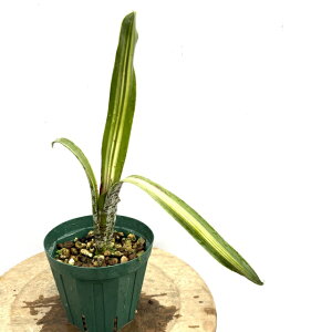 (i) PXlA 't@GIxC' (No.62395) (ϗtA  Ǌ| CeA ~j ^ ^ ݂艺  ^NuA }[^ eBv[} Quesnelia marmorata Tim 