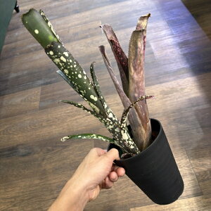 (i) rxMA '[[W' (No.62407) (ϗtA  Ǌ| CeA ~j ^ ^ ݂艺  ^NuA Billbergia Moulin Rouge)