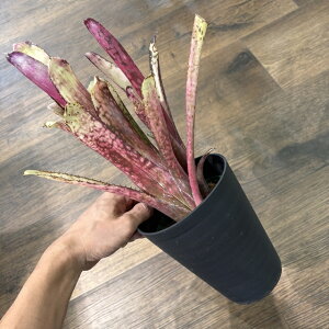 (i) rxMA 'R[}WbN' (No.62490) (ϗtA  Ǌ| CeA ~j ^ ^ ݂艺  ^NuA Billbergia 'Kolan Magic')