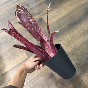 (i) rxMA 'obJjA' (No.62491) (ϗtA  Ǌ| CeA ~j ^ ^ ݂艺  ^NuA Billbergia 'Kolan Buccaneer')