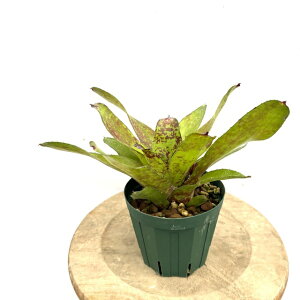 (���i) �l�I���Q���A '�X�[�p�[�L���[�g' (No.62096) (�ϗt�A�� ������� �Ǌ|�� �C���e���A �~�j ���^ ��^ �݂艺�� ���� �^���N�u�������A Neoregelia 'Super Cute')