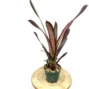 (i) rxMA 'n'  (No.62346) (ϗtA  Ǌ| CeA ~j ^ ^ ݂艺  ^NuA Billbergia 'Hallelujah' variegated z domingos martins × ed mcWil