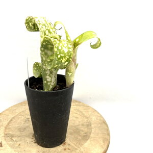 (i) rxMA vg|[_ (No.62585) (ϗtA  Ǌ| CeA ~j ^ ^ ݂艺  ^NuA Billbergia leptopoda)