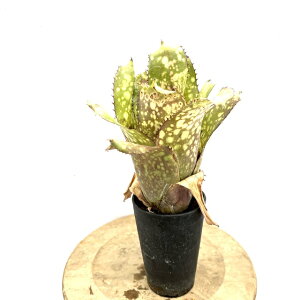 (i) rxMA 'AJCf (No.62581) (ϗtA  Ǌ| CeA ~j ^ ^ ݂艺  ^NuA Billbergia Alaka I)