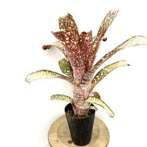 (i) rxMA 'Ax' (No.62335) (ϗtA  Ǌ| CeA ~j ^ ^ ݂艺  ^NuA Billbergia 'Arribella')