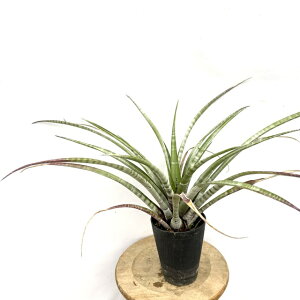 (i) `WA q_G (No.22147) (GA[vc eBWA ϗtA  Ǌ| CeA ~j ^ ^ ݂艺  hildae)