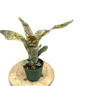 (i) JjXg ZCfAk (No.61993) (ϗtA  Ǌ| CeA ~j ^ ^ ݂艺  ^NuA ZCfAi Canistrum seidelianum)