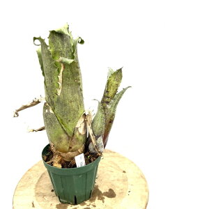 (i) zwxMA }OjXsi (No.62502) (ϗtA  Ǌ| CeA ~j ^ ^ ݂艺  ^NuA Hohenbergia magnispina)