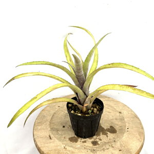 (i) rA 'sNxCr[' (No.62397) (ϗtA  Ǌ| CeA ~j ^ ^ ݂艺  ^NuA Ԍz rxMA GNA xBillmea 'Pink Baby' Billbergia × 
