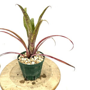 (i) rA 'ogDY' (No.62398) (ϗtA  Ǌ| CeA ~j ^ ^ ݂艺  ^NuA Ԍz rxMA GNA xBillmea 'Buttons' Billbergia × Aechmea)