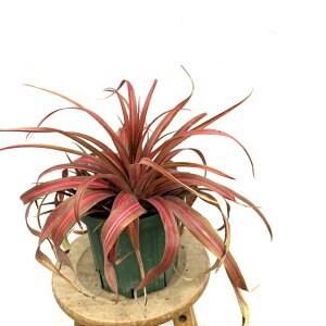 (i) AiiX RTX  (No.62507) (ϗtA  Ǌ| CeA ~j ^ ^ ݂艺  ^NuA Ananas comosus variegated)