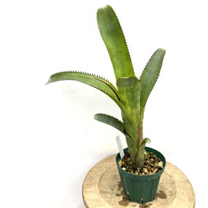 (i) GNA kfBJEX NXs_[^ (No.62068) (ϗtA  Ǌ| CeA ~j ^ ^ ݂艺  ^NuA Aechmea nudicaulis var. cuspidata)