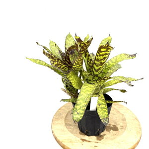 (i) GNA RCAAEWC (No.62380) (ϗtA  Ǌ| CeA ~j ^ ^ ݂艺  ^NuA Aechmea correia-araujoi)