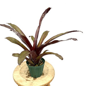 (i) GNA tQX fBXJ[ B[Y (No.62204) (ϗtA  Ǌ| CeA ~j ^ ^ ݂艺  ^NuA Aechmea fulgens var. discolor cv.Vin Rose T