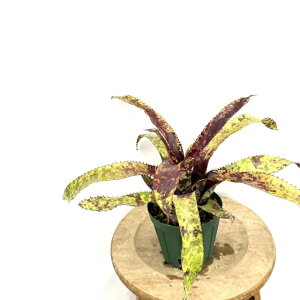 (i) GNA I[fBAi 'C{[' (No.62441) (ϗtA  Ǌ| CeA ~j ^ ^ ݂艺  ^NuA Aechmea orlandiana 'Rainbow')