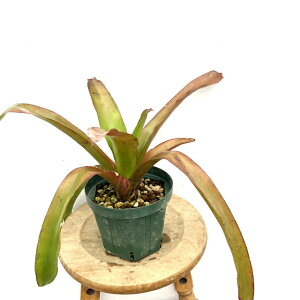 (i) GNA uPeBAi (No.61997) (ϗtA  Ǌ| CeA ^ ݂艺  ^NuA Aechmea blanchetiana)