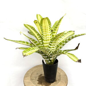 (i) GNA `eBj[ 'TC' (No.62511) (ϗtA  Ǌ| CeA ~j ^ ^ ݂艺  ^NuA Aechmea chantinii fSamurai')