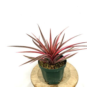 (i) VRQA 'AEgCWX' (No.62233) (ϗtA  Ǌ| CeA ~j ^ ^ ݂艺  ^NuA Ԍz VRGA lIQA x Sincoregelia 'O