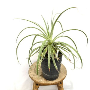 (i) wN`A [A (No.62478) (ϗtA  Ǌ| CeA ~j ^ ݂艺  uA wNeBA Hechtia rosea)