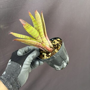 (i) lIQA 'tB[o[sb`' (No.62487) (ϗtA  Ǌ| CeA ~j ^ ݂艺  ^NuA Neoregelia fever pitch)