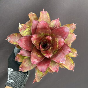 (i) lIQA 'JS bhRpNg' (No.62485) (ϗtA  Ǌ| CeA ~j ^ ݂艺  ^NuA Neoregelia red compact)