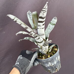 (i) GNA `eBj[ z (No.62672) (ϗtA  Ǌ| CeA ~j ^ ^ ݂艺  ^NuA Aechmea chantinii hybrid)