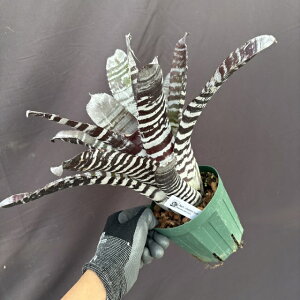 (i) GNA `eBj[ z (No.62105) (ϗtA  Ǌ| CeA ~j ^ ^ ݂艺  ^NuA Aechmea chantinii hybrid)